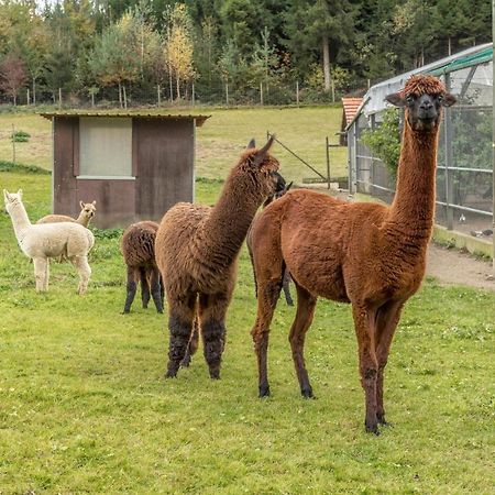 Ferienwohnung Zapfs Bauernhof Stiefmütterchen Tettnang Exterior foto